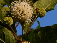 06-24-16-Selbys Landing-25443