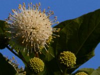 06-24-16-Selbys Landing-25447