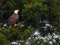 06-24-16-Selbys Landing-25607