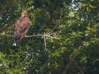 06-24-16-Selbys Landing-25613