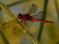 07-10-16-Nanjemoy-20716