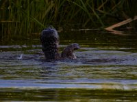 07-10-16-Nanjemoy-20859