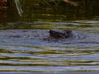 07-10-16-Nanjemoy-20868