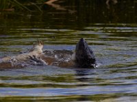 07-10-16-Nanjemoy-20871