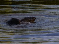 07-10-16-Nanjemoy-20874