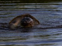 07-10-16-Nanjemoy-20876