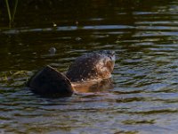 07-10-16-Nanjemoy-20887