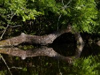07-17-16-Tuckahoe-21170