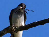 07-17-16-Tuckahoe-21181