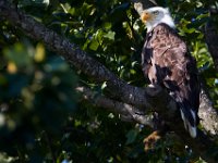 07-17-16-Tuckahoe-21317
