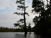 08-01-16-Alligator River-22432