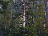 08-01-16-Alligator River-22447