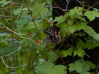 08-01-16-Alligator River-22480
