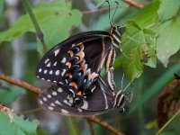 08-01-16-Alligator River-22497