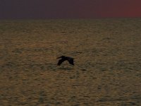 08-02-16-Beach Sunrise-22902