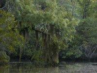 08-03-16-Indiantown Creek-22975