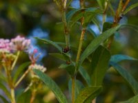 08-03-16-Indiantown Creek-23076