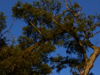 08-03-16-Indiantown Creek-23106