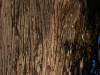 08-03-16-Indiantown Creek-23113