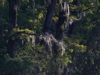 08-03-16-Indiantown Creek-23211