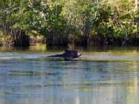 08-03-16-Indiantown Creek-23249