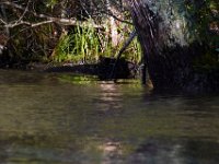08-03-16-Indiantown Creek-23254