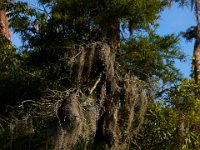 08-03-16-Indiantown Creek-23266