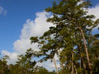 08-03-16-Indiantown Creek-23384