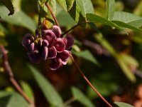 08-03-16-Indiantown Creek-23408