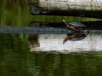 08-03-16-Indiantown Creek-23430