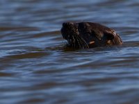 08-07-16-Nanjemoy-24047