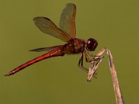 08-07-16-Nanjemoy-24057