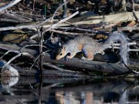 08-13-16-Rocky Gorge-24147