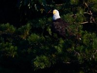08-13-16-Rocky Gorge-24211