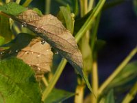08-20-16-Mattawoman Creek-24567