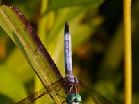 08-20-16-Mattawoman Creek-24618