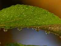 08-20-16-Mattawoman Creek-24653