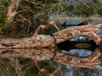 08-20-16-Mattawoman Creek-24836