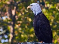 08-20-16-Mattawoman Creek-24858