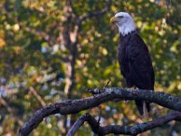 08-20-16-Mattawoman Creek-24861