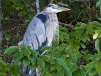 08-20-16-Mattawoman Creek-24867