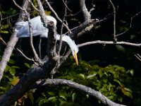 08-20-16-Mattawoman Creek-24941