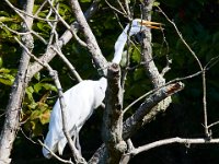 08-20-16-Mattawoman Creek-24959