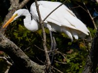 08-20-16-Mattawoman Creek-24978