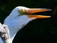 08-20-16-Mattawoman Creek-25010