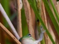 09-05-16-Nanjemoy-25509