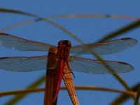 09-05-16-Nanjemoy-25741