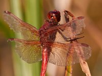 09-05-16-Nanjemoy-25771