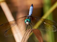 09-05-16-Nanjemoy-25780