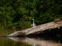 09-05-16-Nanjemoy-25887